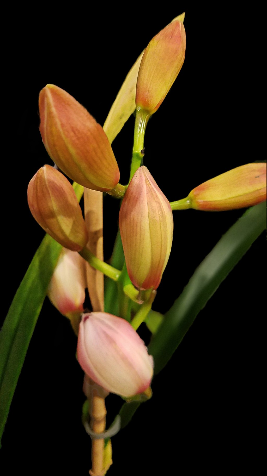 Flower of the Day – January 11,&nbsp;2018