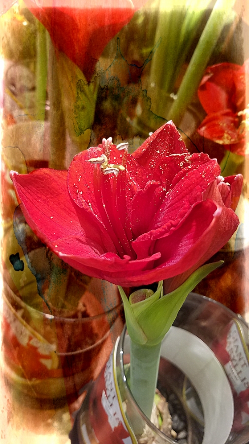 Flower of the Day – January 29,&nbsp;2018