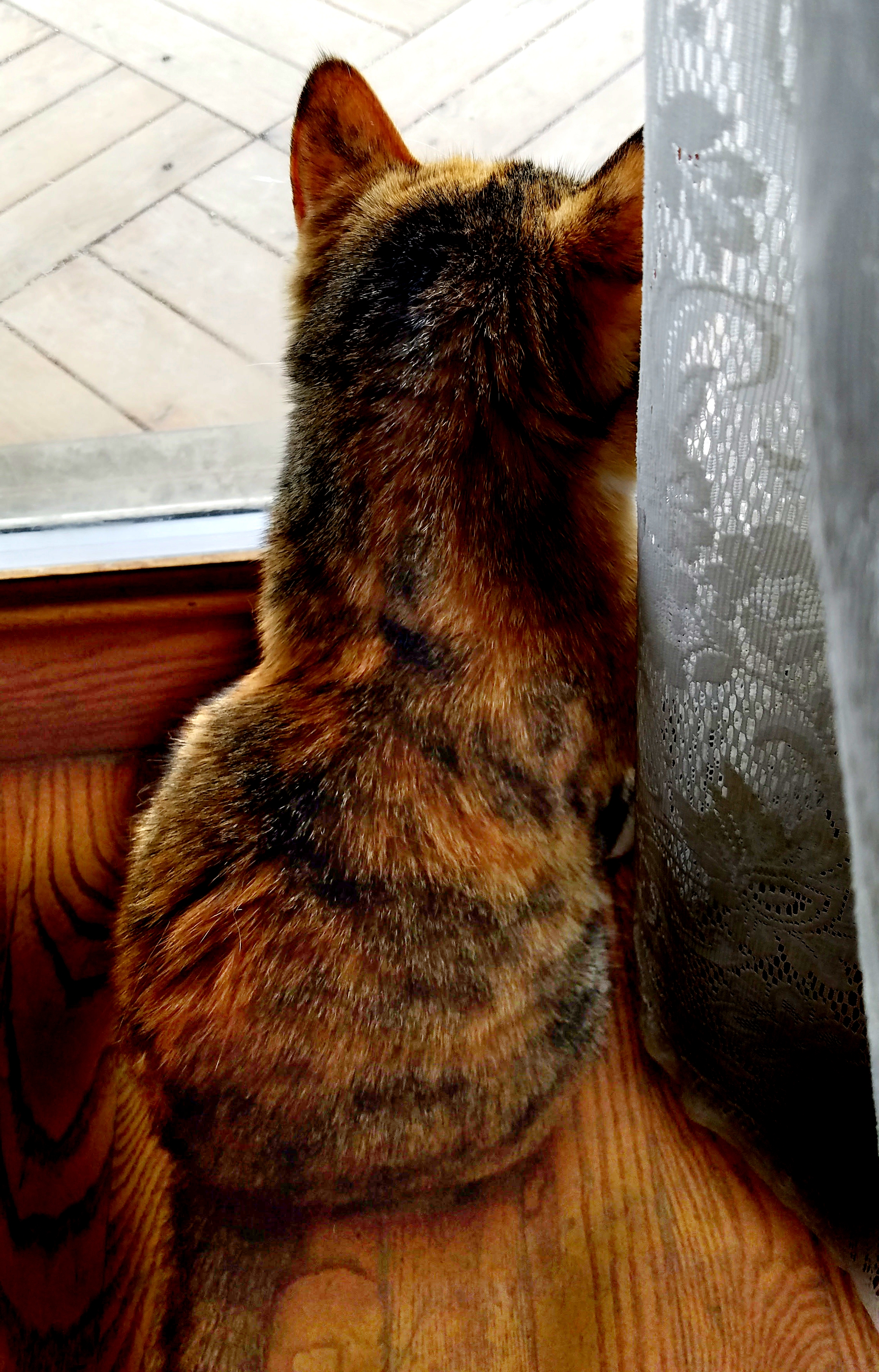 00-catfrombehind20170521_142947_A