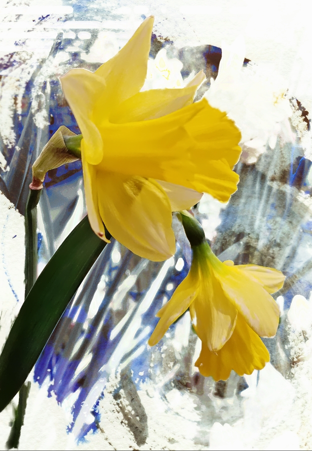 Flower of the Day – Jan&nbsp;25-Daffodil