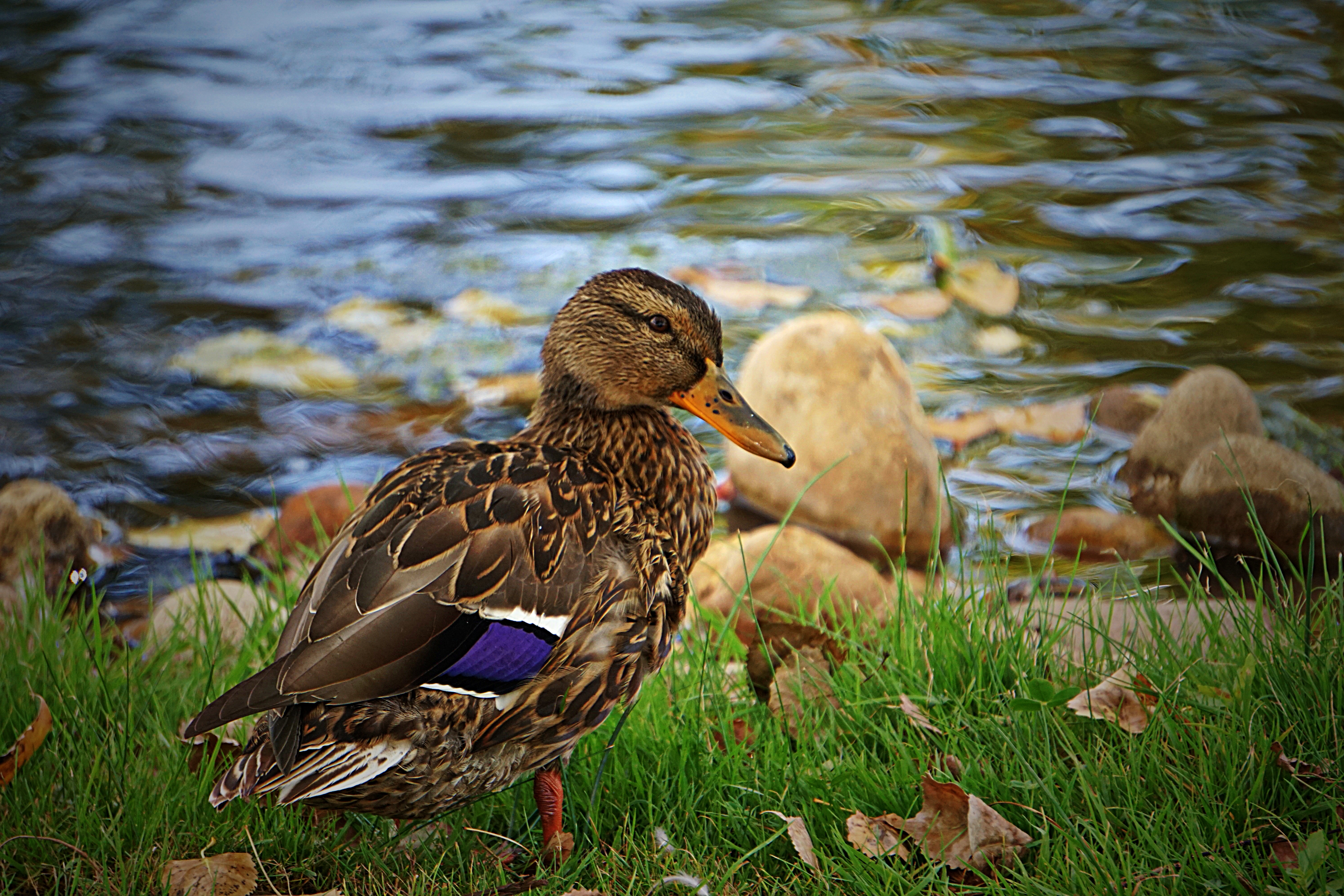 00-duck-DSC03337_A.jpg