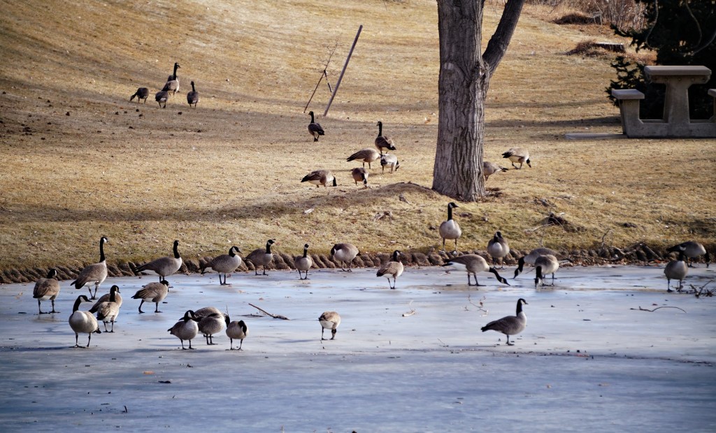 365 PROJECT – Geese on Frozen&nbsp;Pond