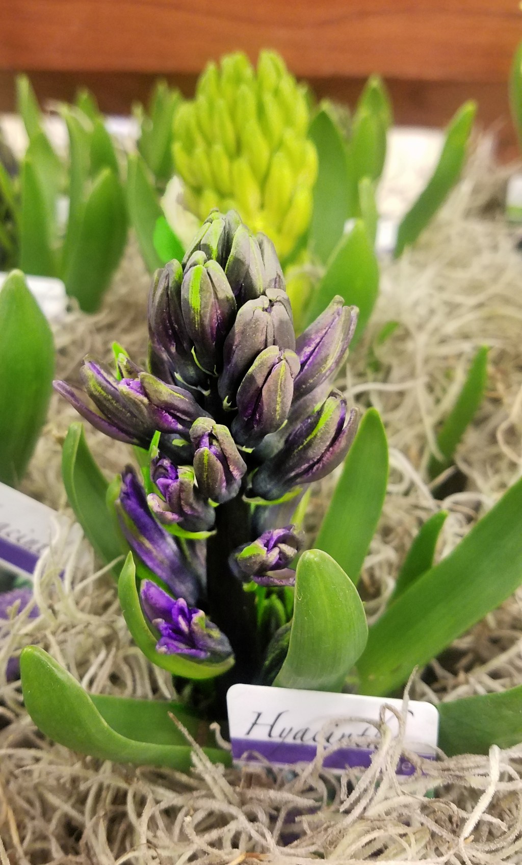 2018 Friday Photo Challenge (Week 1) New&nbsp;Beginnings