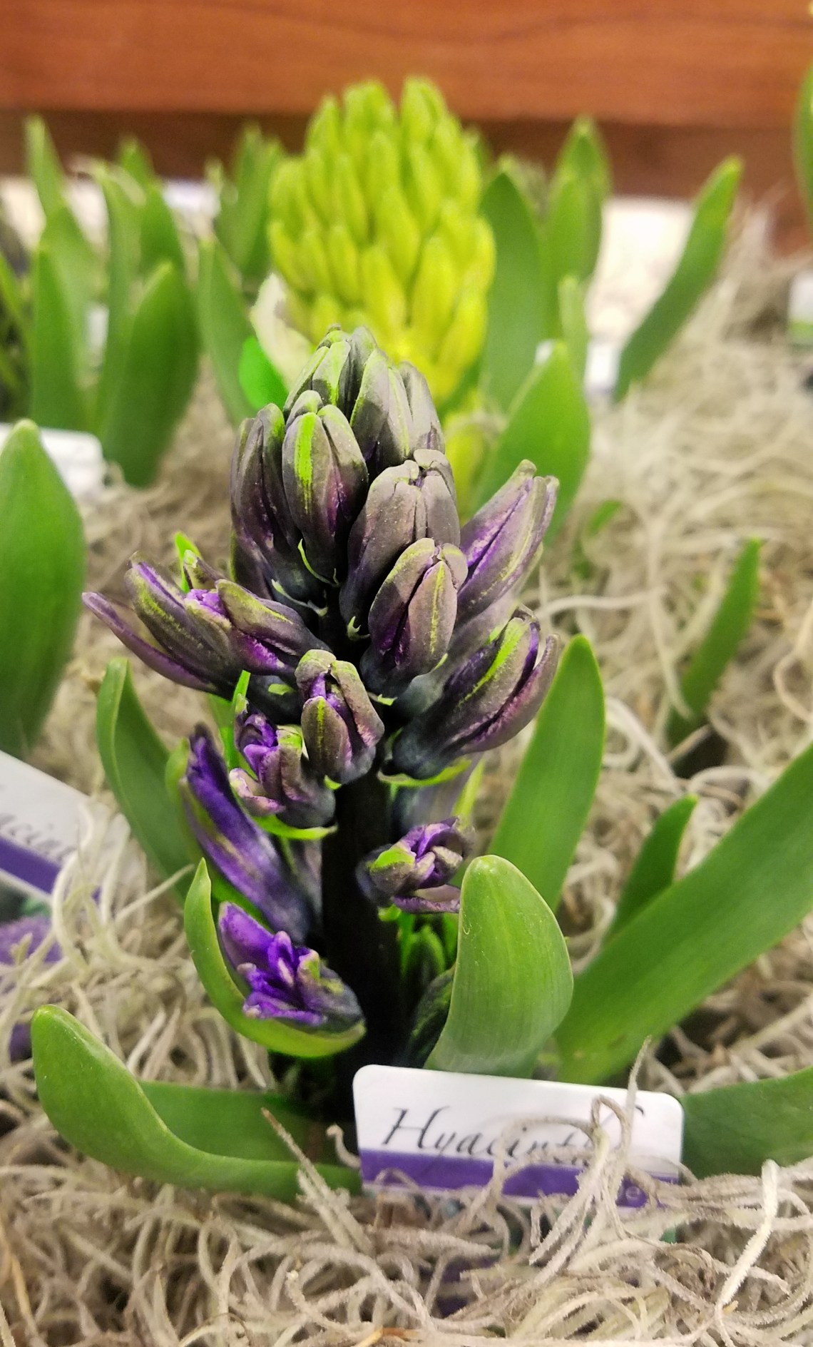 00-hyacinth-20180104_162756A