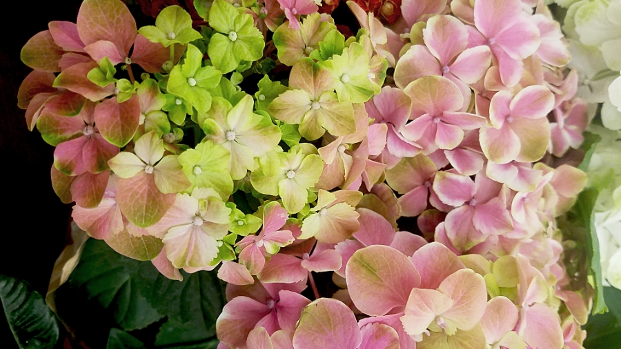Flower of the Day – Jan 16 –&nbsp;Hydrangea