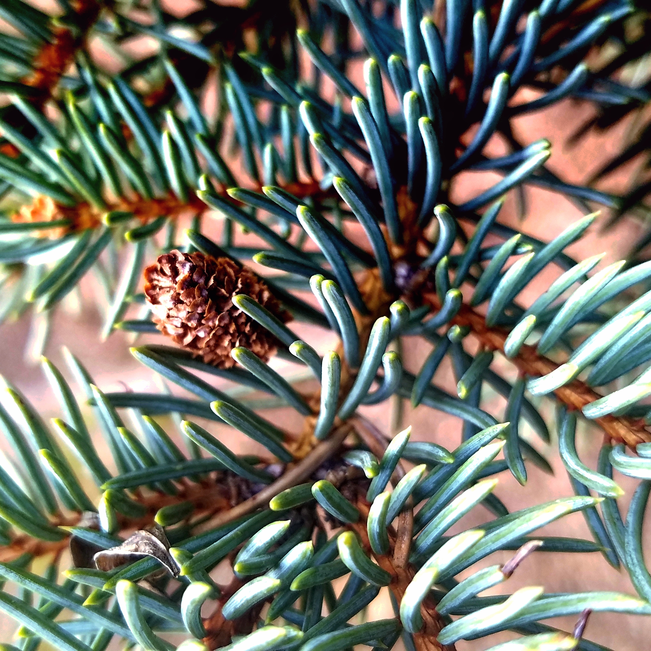 00-macropine-20180119_153250_A