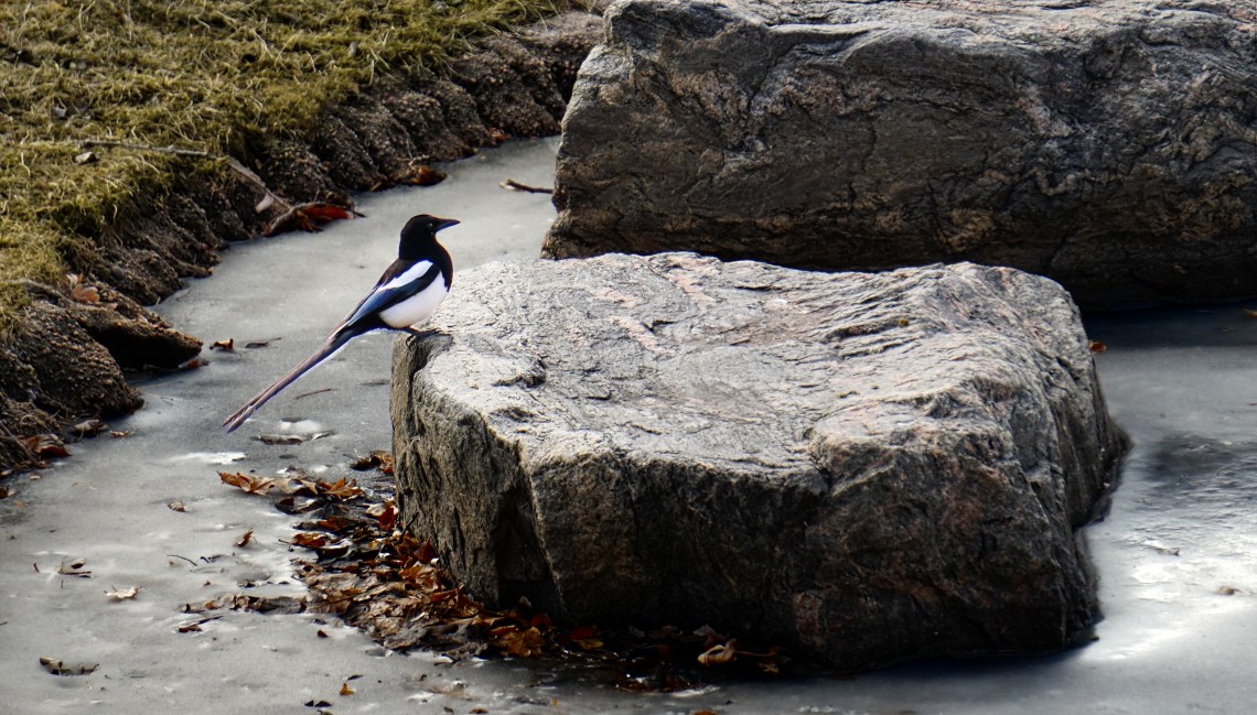 00-magpie-1-DSC03962