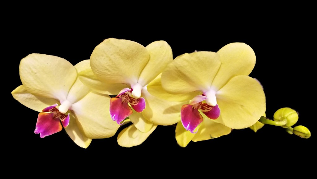 Flower of the Day – Jan 10 –&nbsp;Orchid