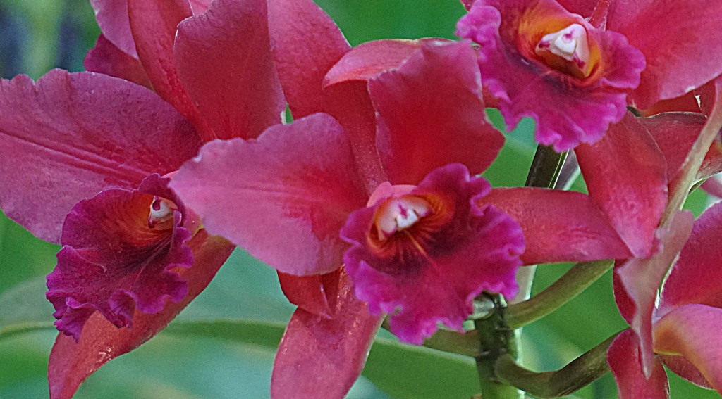 Flower of the Day – January 21, 2018 –&nbsp;Orchids