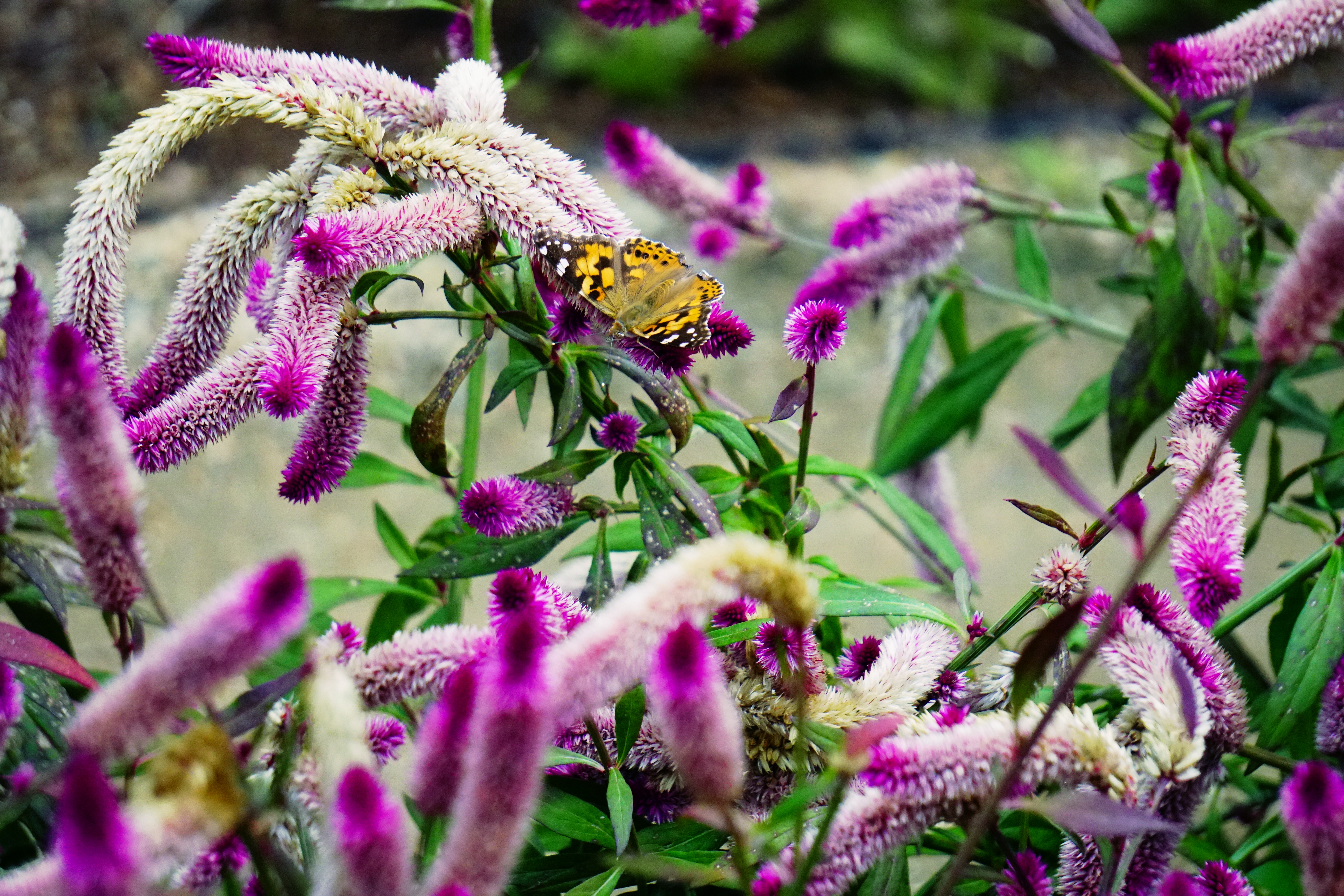 00-purplebutterfly-floral-DSC03210A