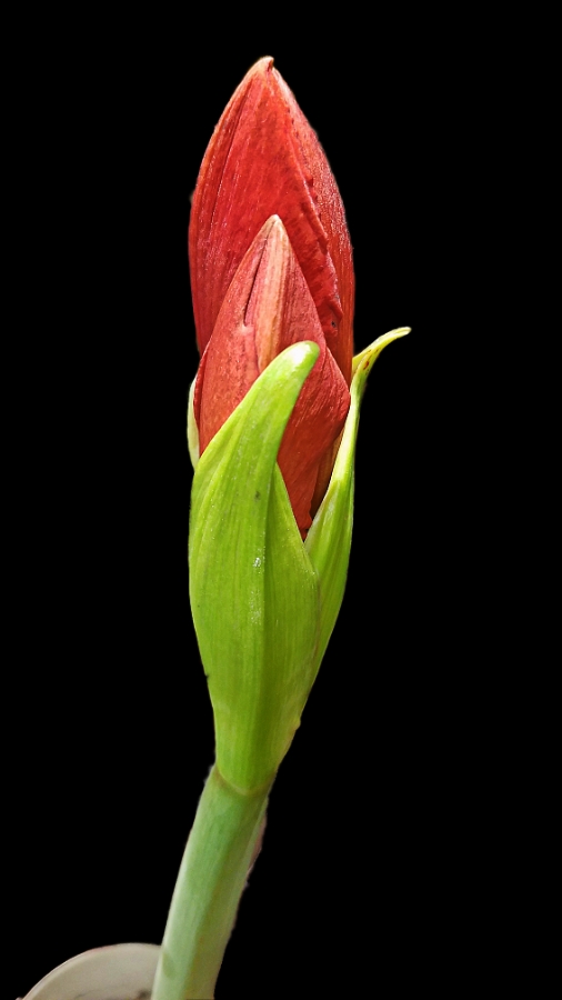 Flower of the Day – January 28,&nbsp;2018-Amaryllis