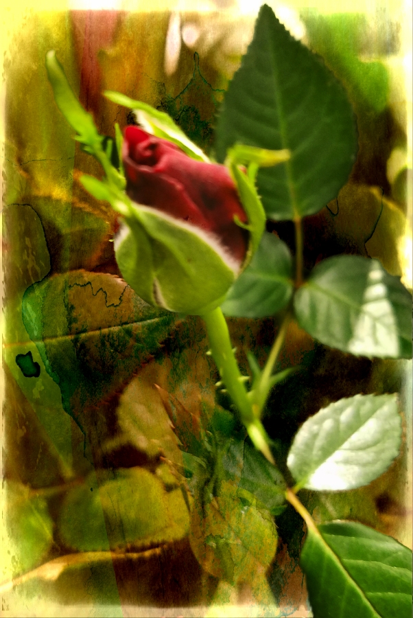 00-RoseBud-20180123_164729_900