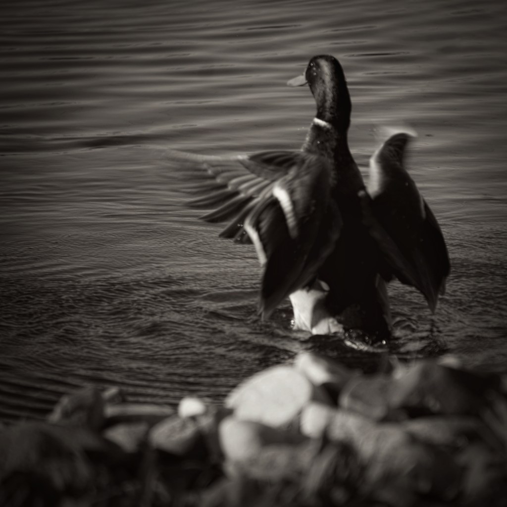 Linda’s Black and White Photo&nbsp;Challenge