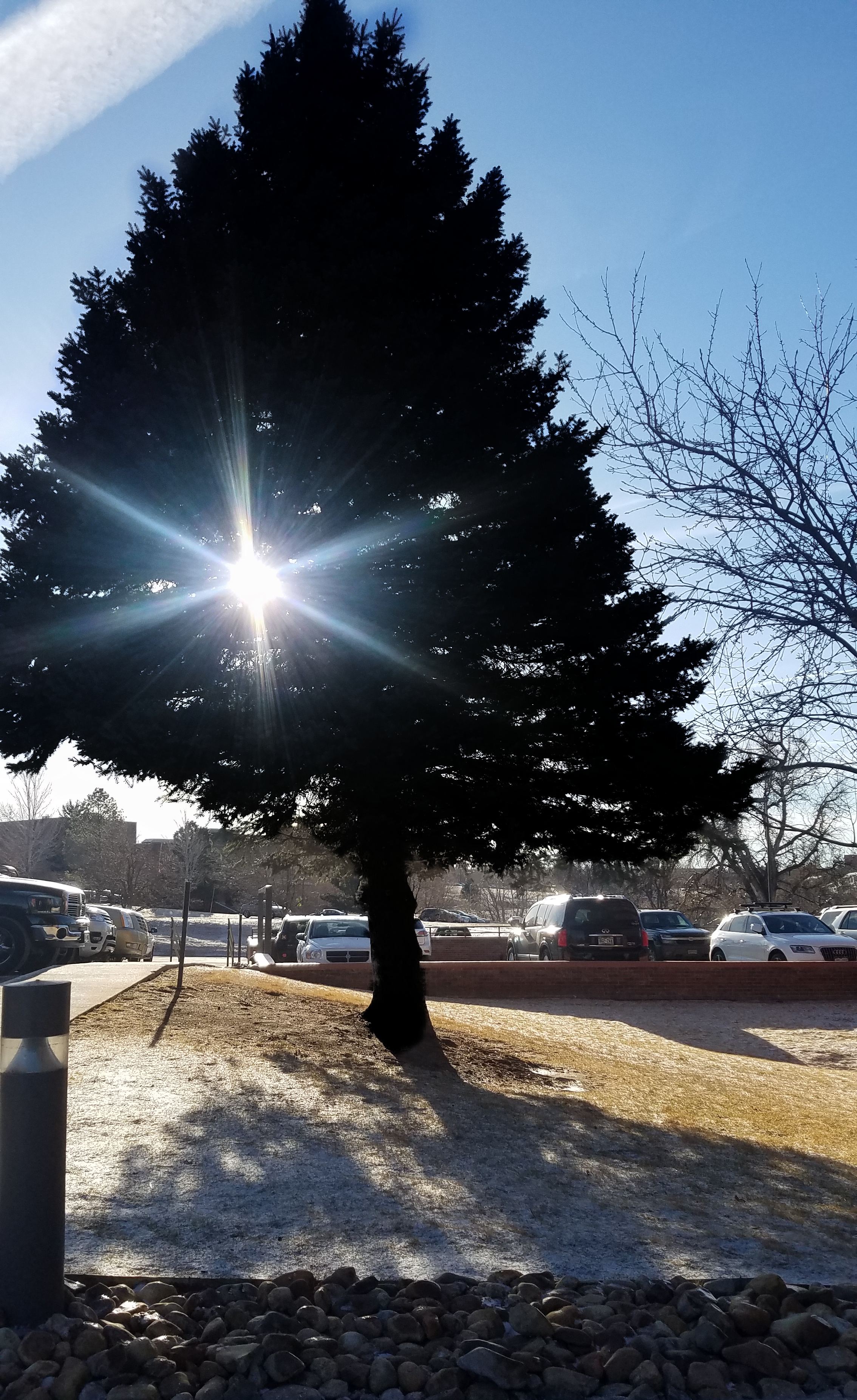 00-tree-starlight-20180116_090726_27947547239A