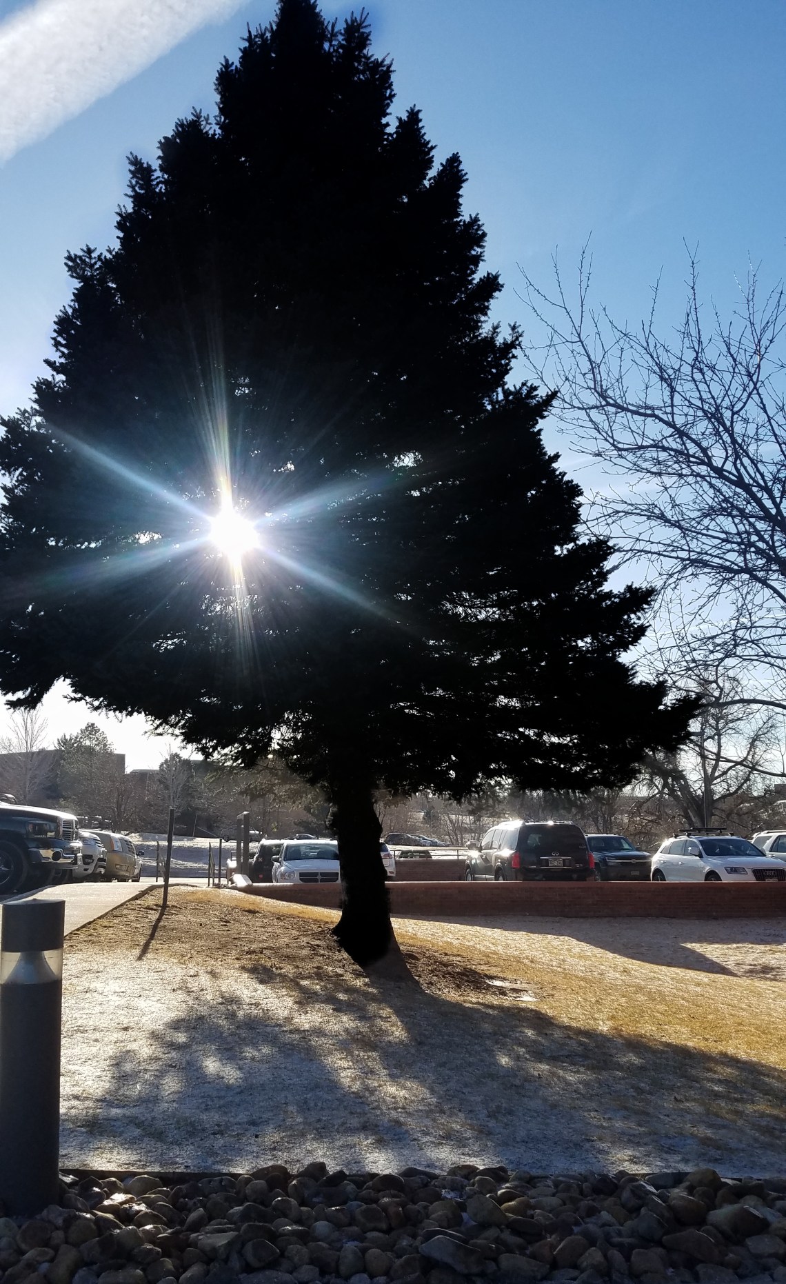 00-tree-starlight-20180116_090726_27947547239A