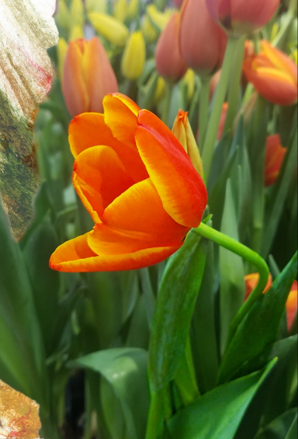 365 Project- Flower of the Day- January 17, 2018 –&nbsp;Tulip