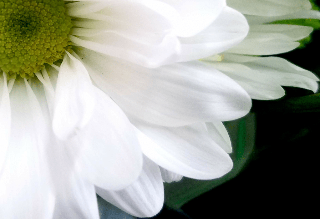 Color Your World –&nbsp;White