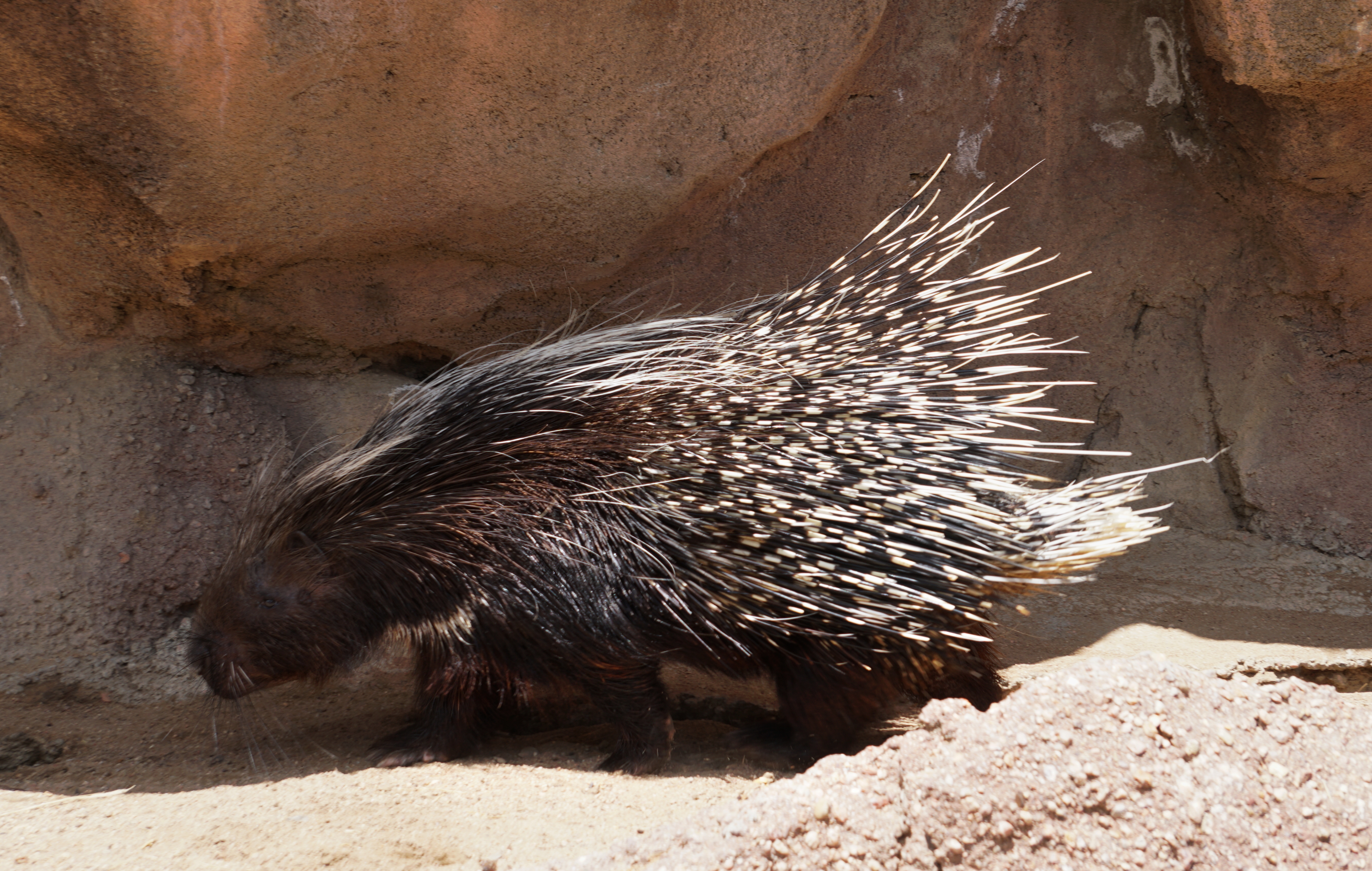 0101-critter-porcupine-DSC00726A