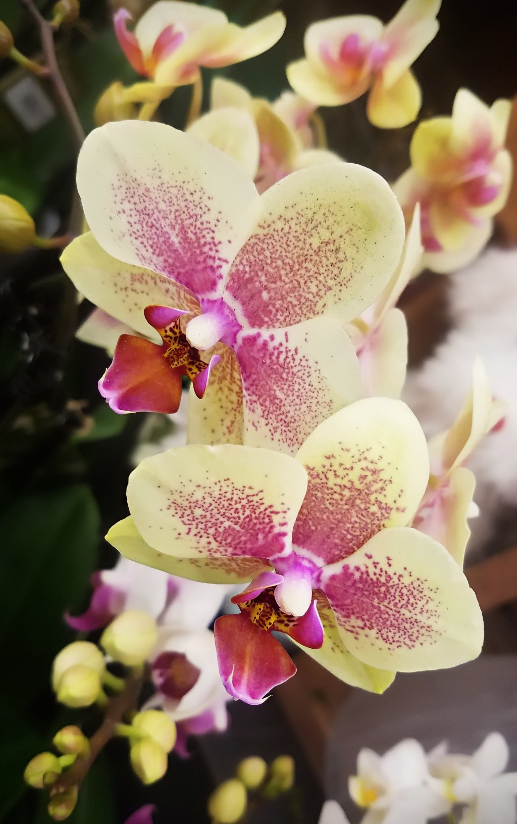 Flower of the Day – January 6,&nbsp;2018-Orchid