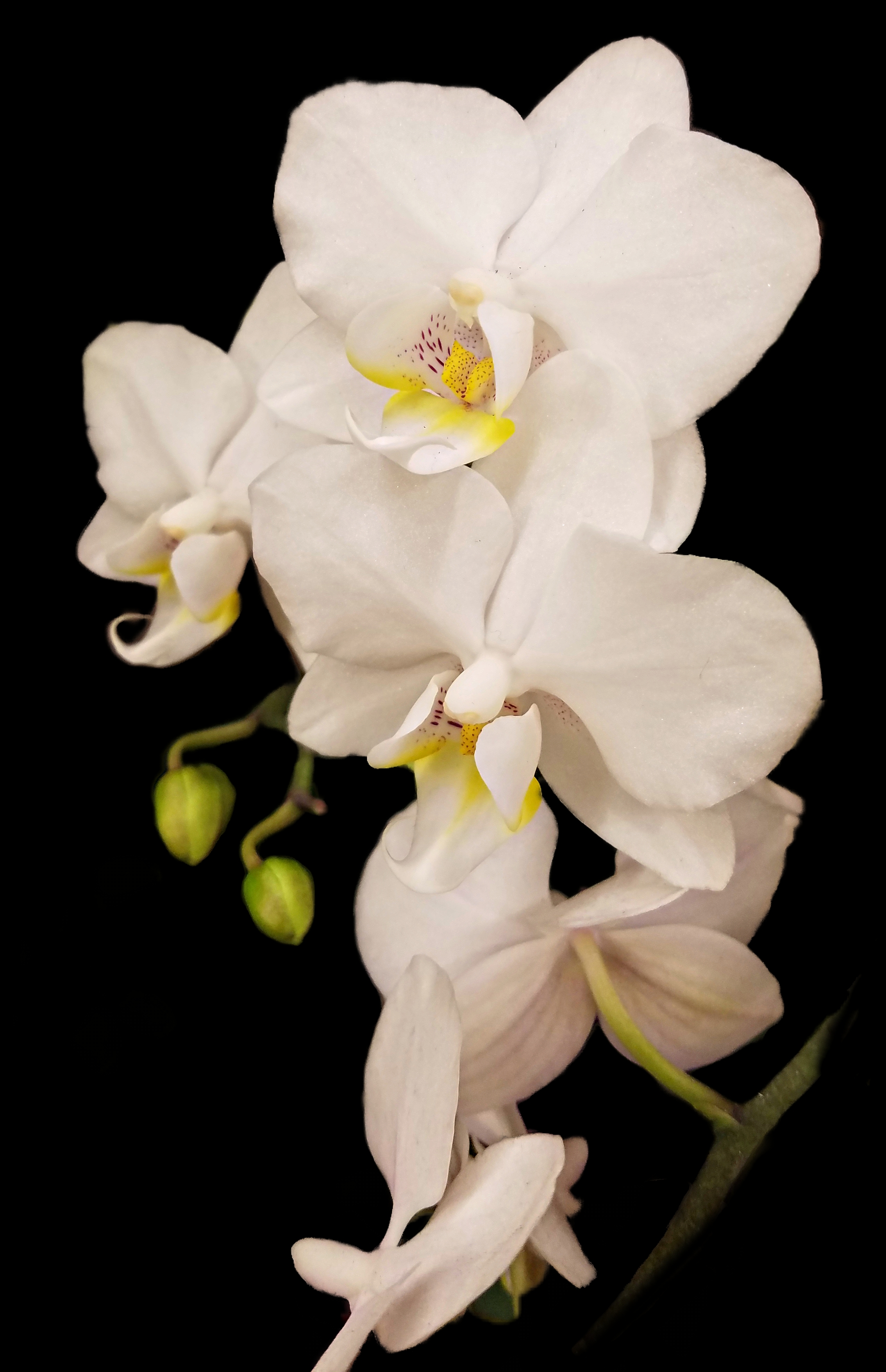 0107-whiteorchid-39477626862_A