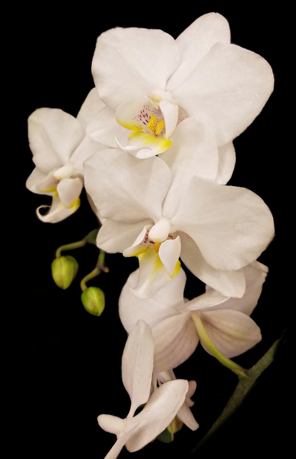 Flower of the Day – January 7,&nbsp;2018