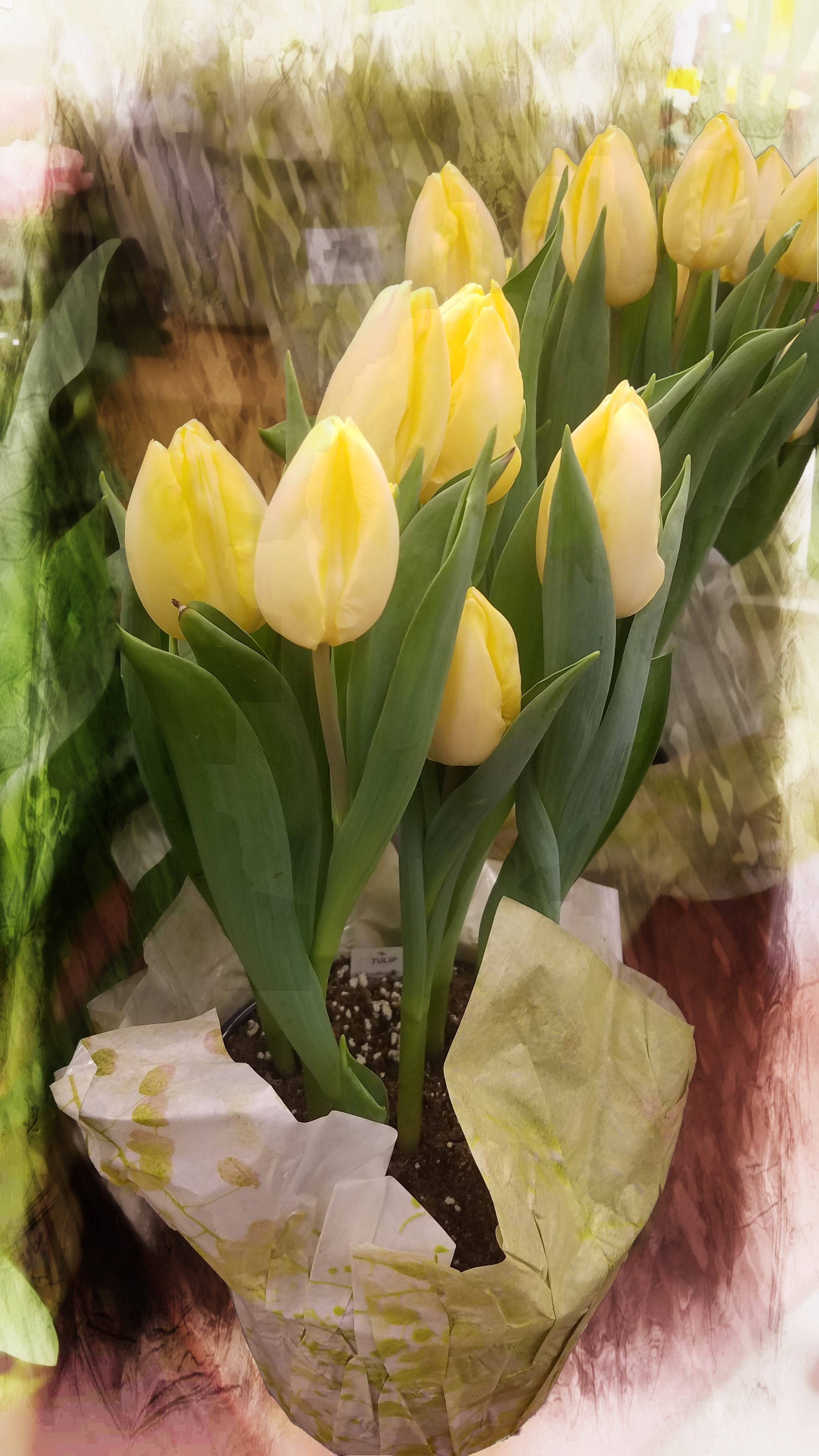 0109-20180104_yellowtulips