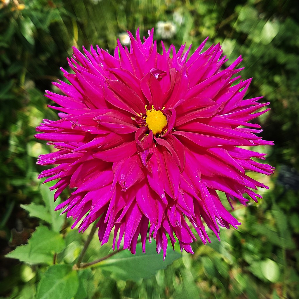 Flower of the Day– Jan 13 –&nbsp;Dahlia