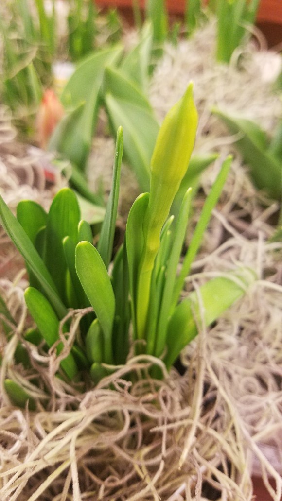 20180104_springbulb-sprout