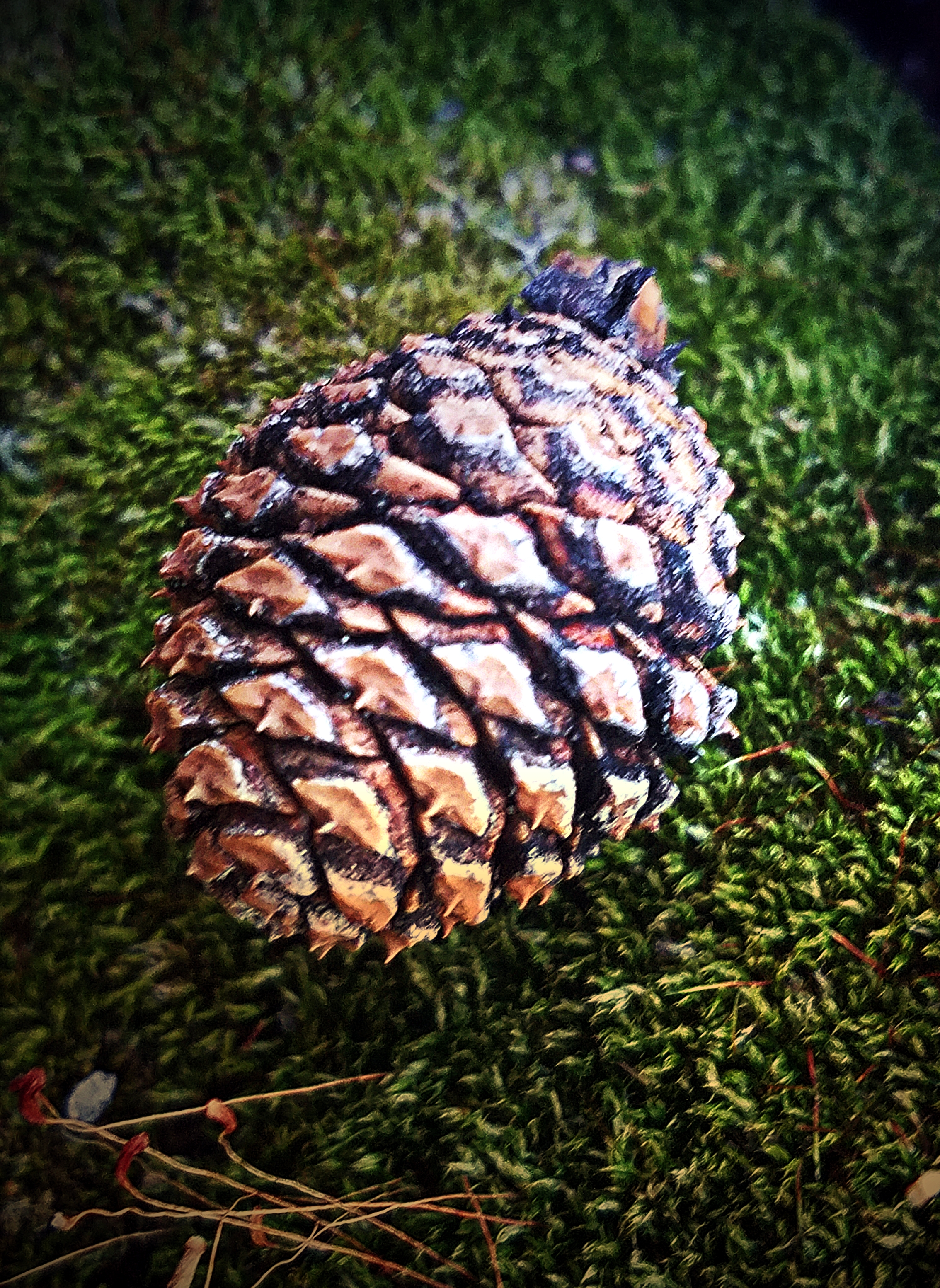 20180109_163152_pineconeandmoss