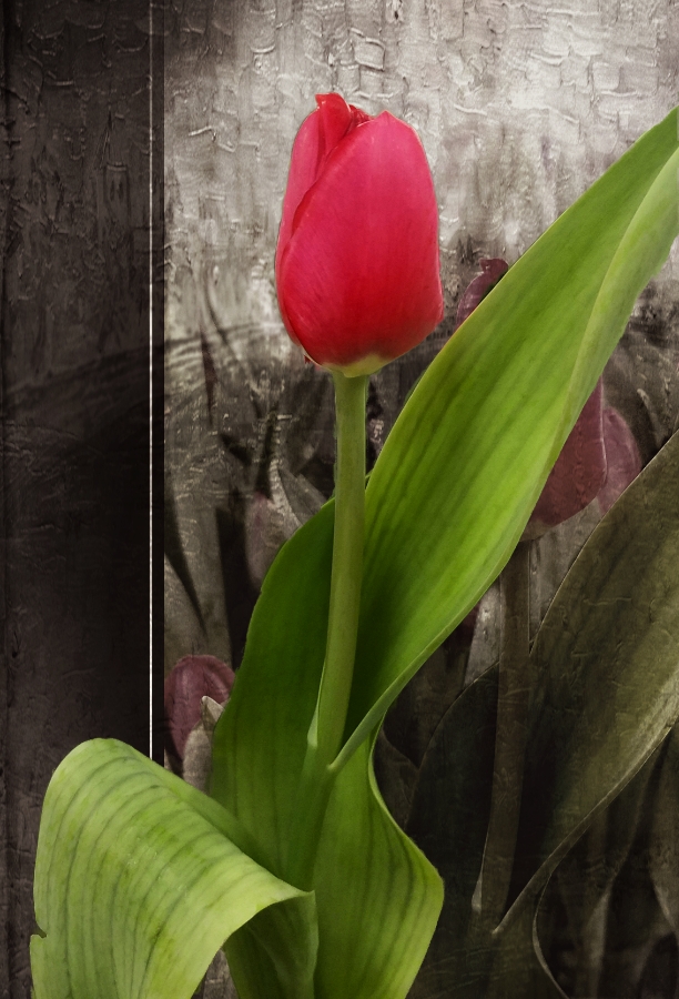 Flower of the Day – January 20, 2018 –&nbsp;Tulip