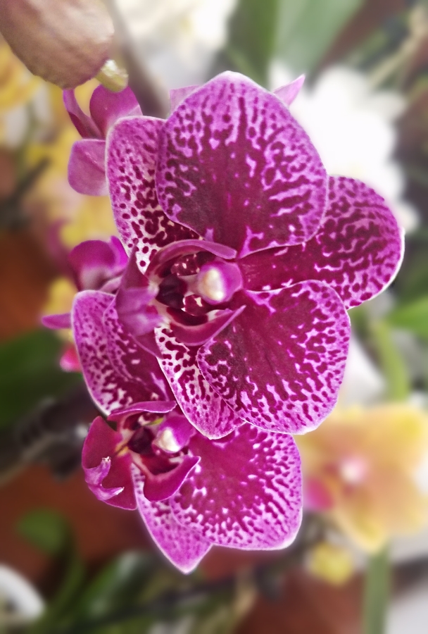 Color Your World –&nbsp;Plum