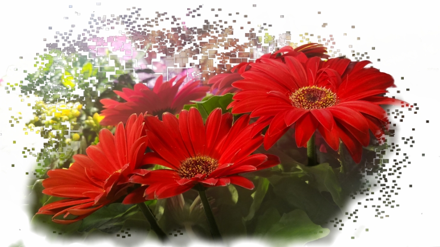 Flower of the Day – January 19,&nbsp;2018