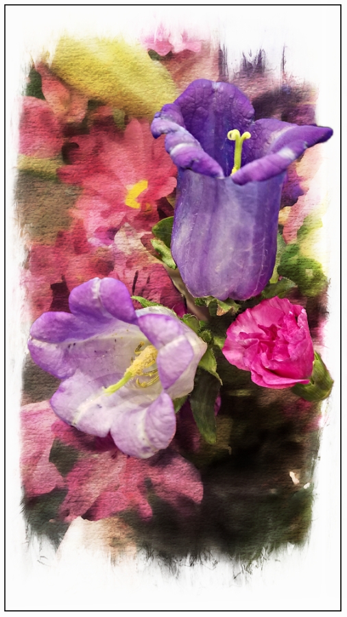 Flower of the Day – Jan&nbsp;27