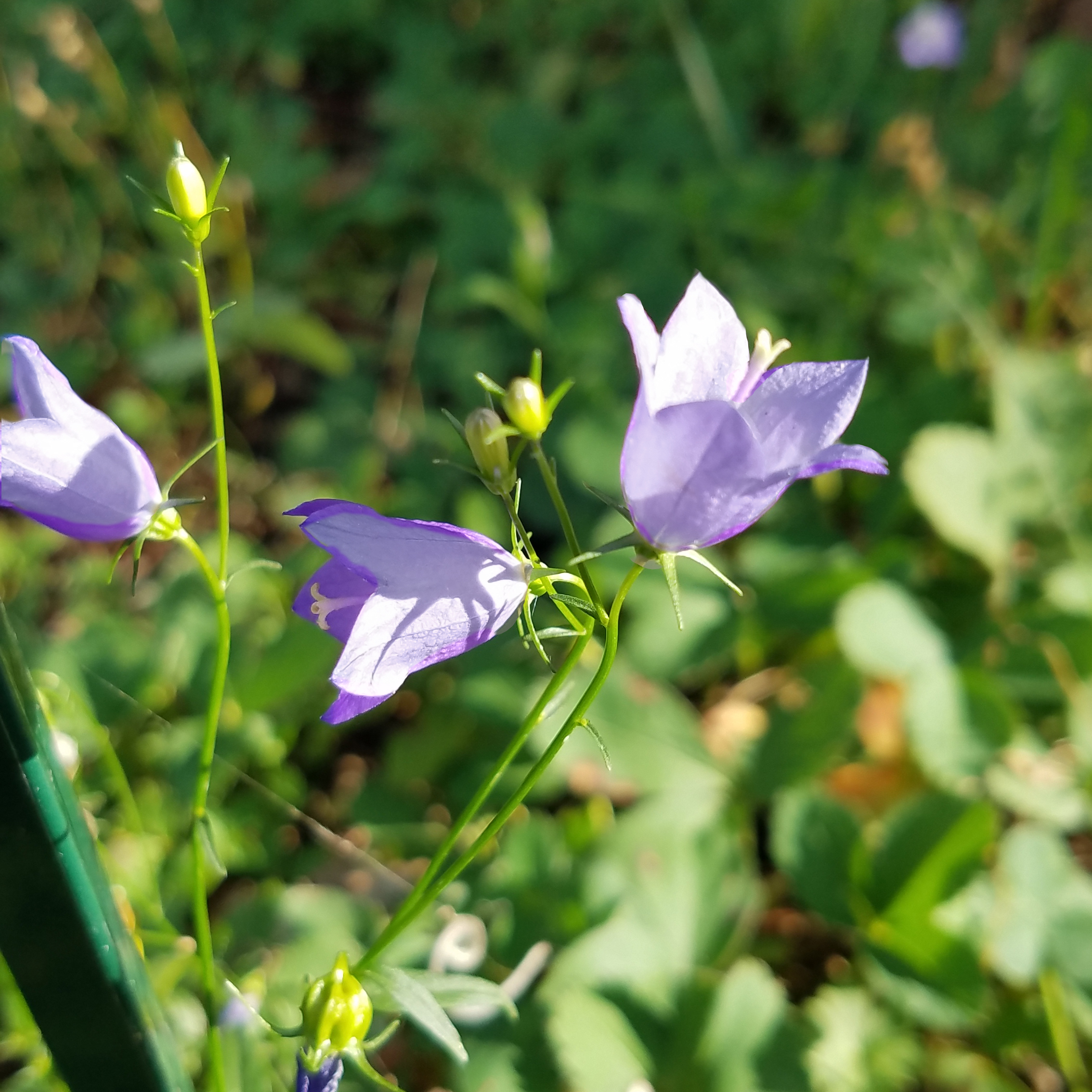 26-BLUEBELL-20170826_170038