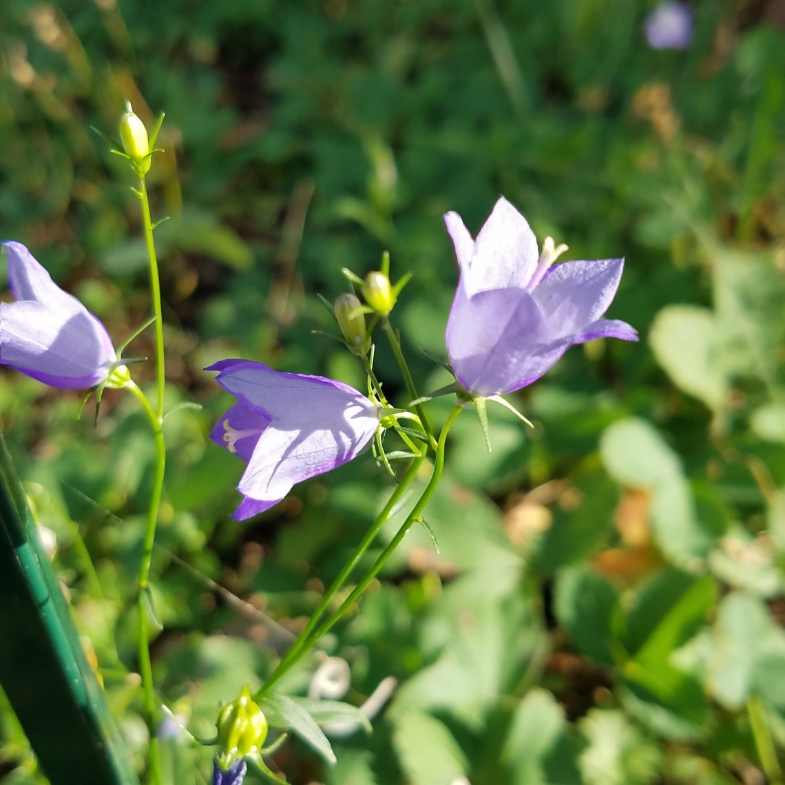 26-BLUEBELL-20170826_170038