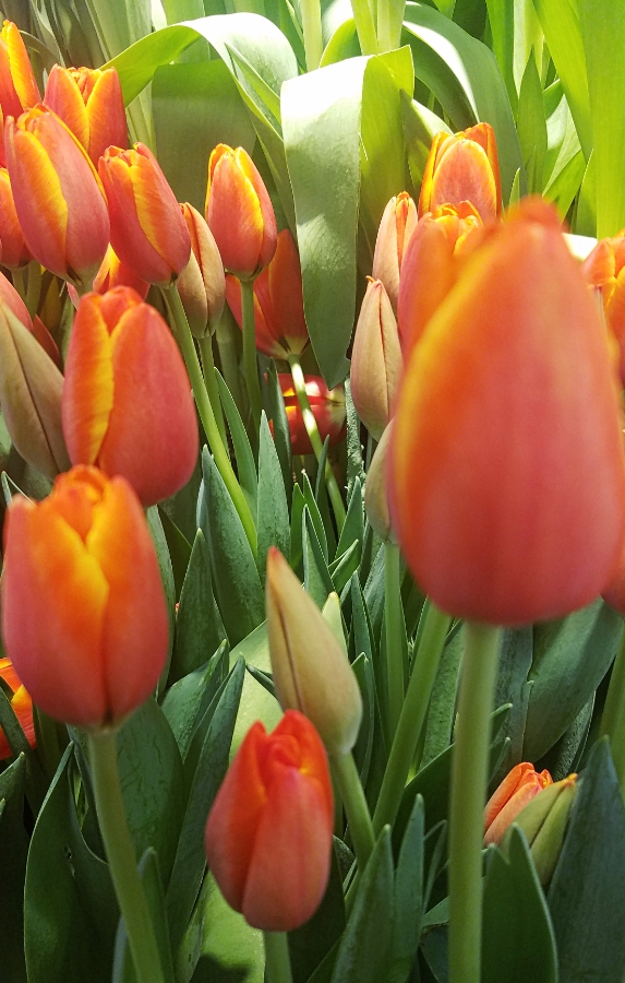 Color Your World – Sunset&nbsp;Orange