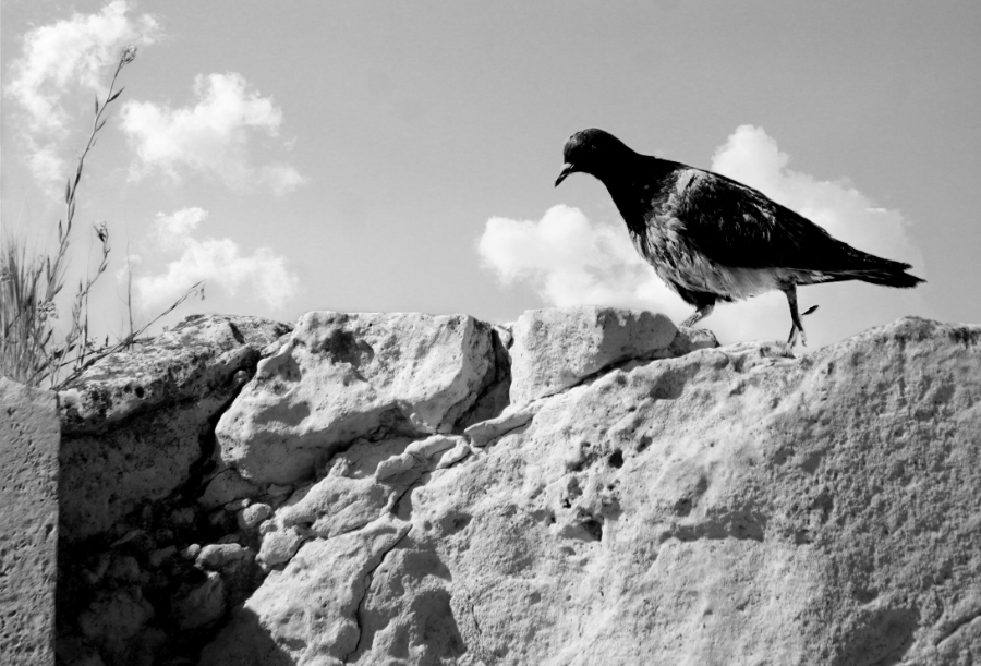 Bird on an Athens&nbsp;Wall