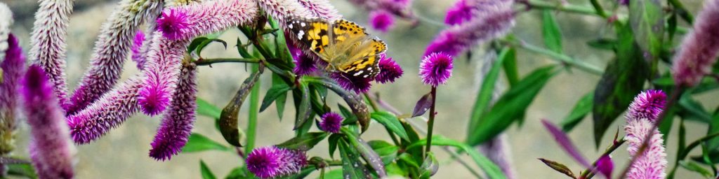 Flower of the Day – January&nbsp;8