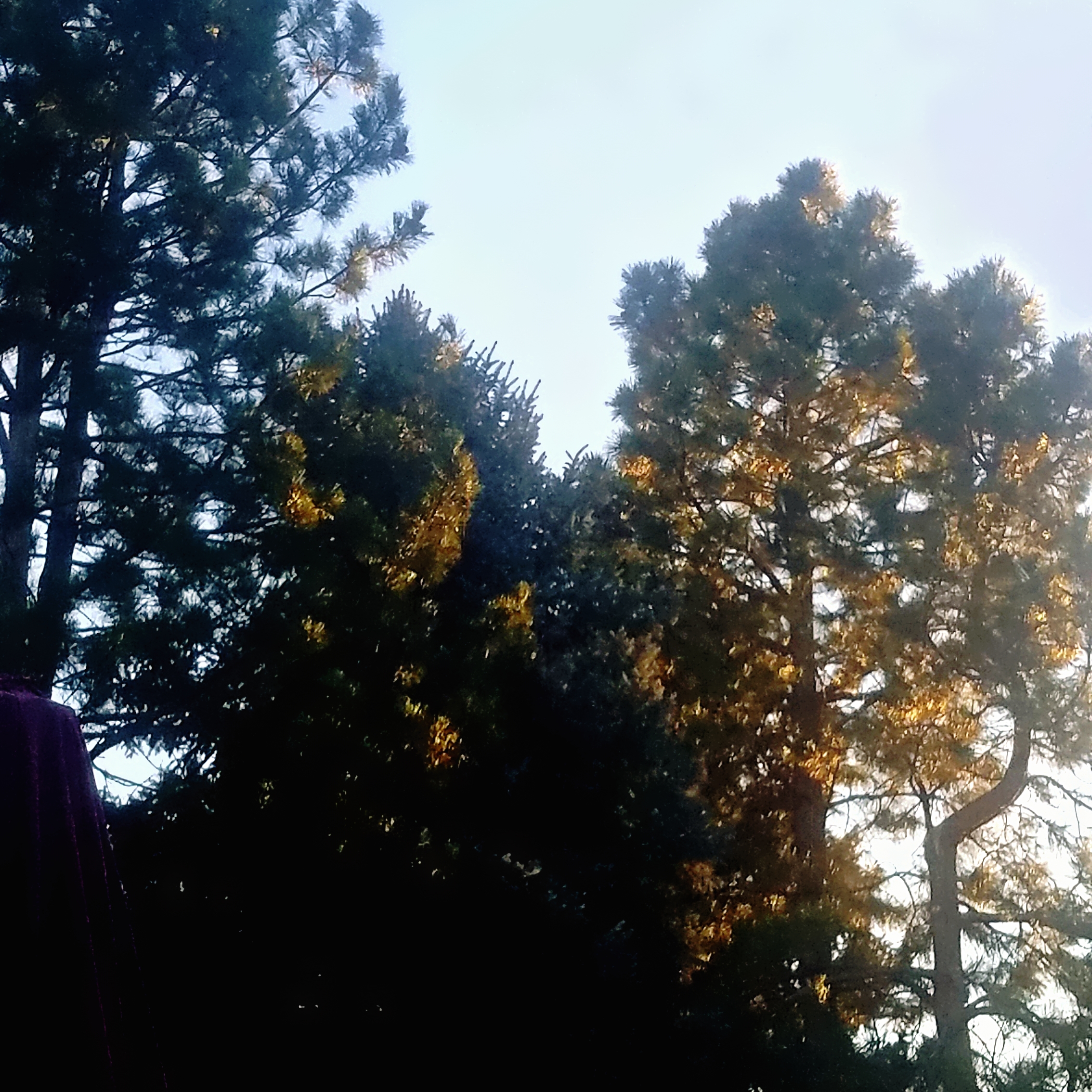 LIghtontheTrees-20180102_161441_A