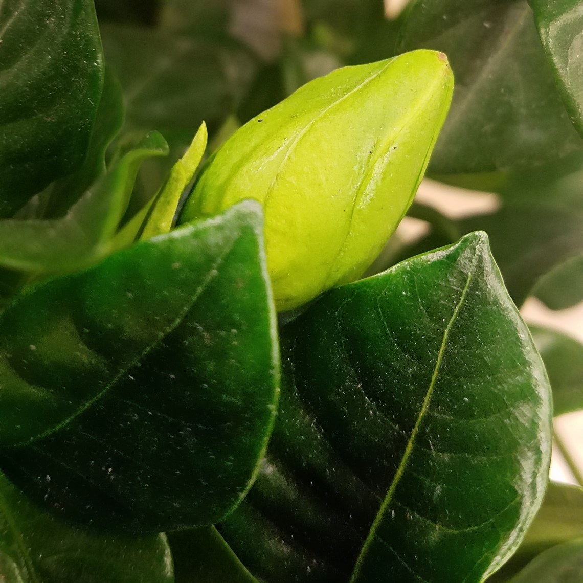 magnoliablossom-20180104A