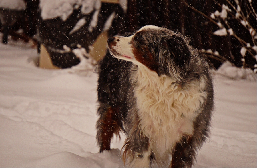 Oberon-snowday-DSC04129_900