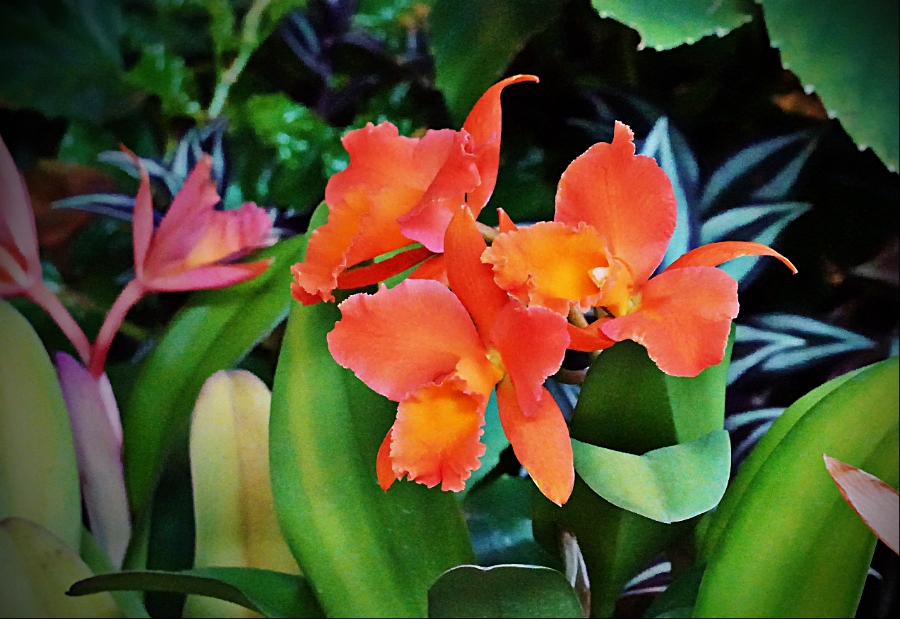 orchid-DSC04342_portraitA900