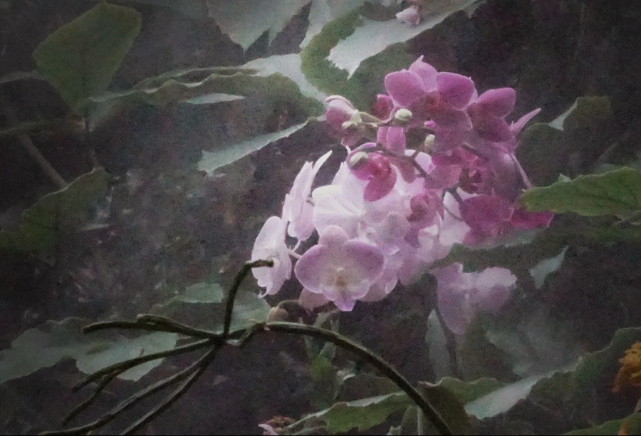 orchid-purple-mist-DSC04267_900