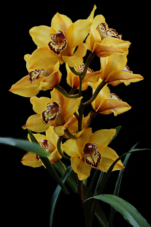Flower of the Day – January 31, 2018 – Yellow&nbsp;Orchids