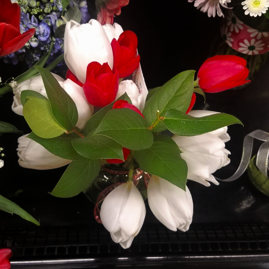 Flower of the Day – January 22, 2018 –&nbsp;Tulips