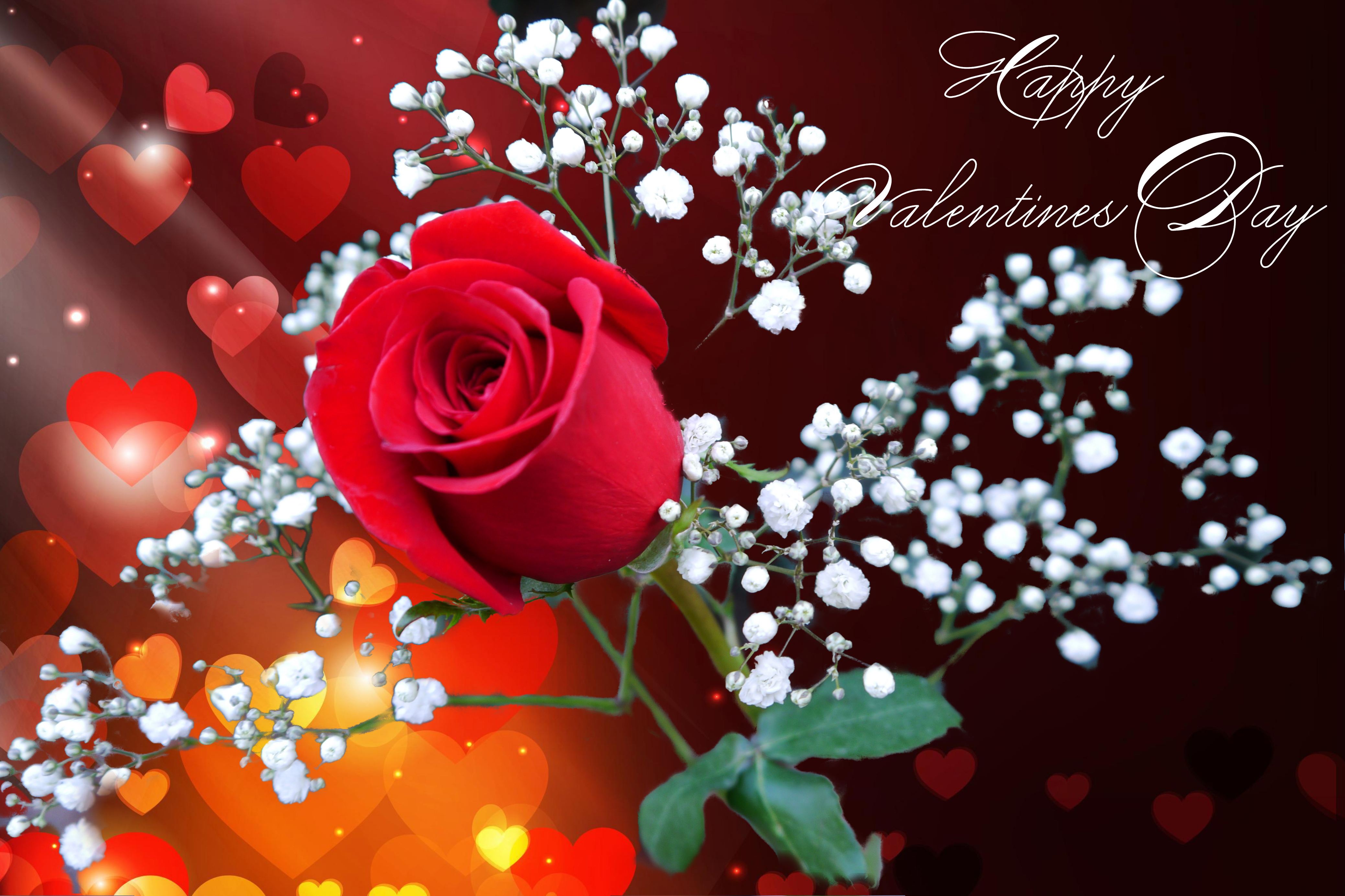 redrose-21681237408_53e71bcda0valentinesrose