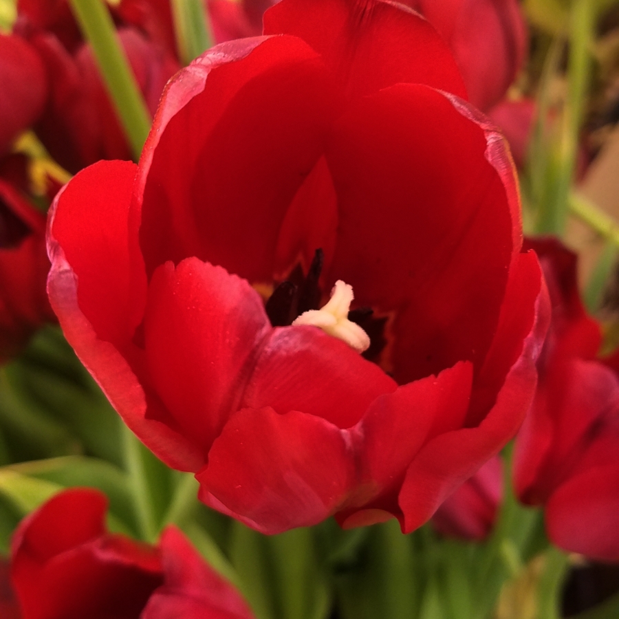 redtulip-square-20180123_164524_28084956879A900