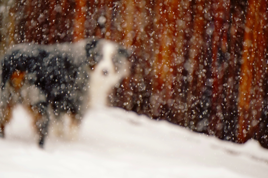 Snowday-DSC04125_900