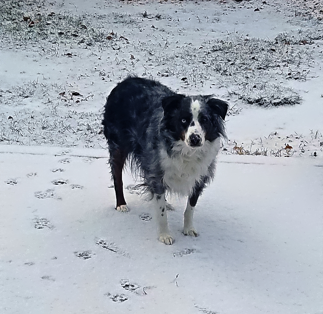 Snowday-Oberon-20180115_152423A