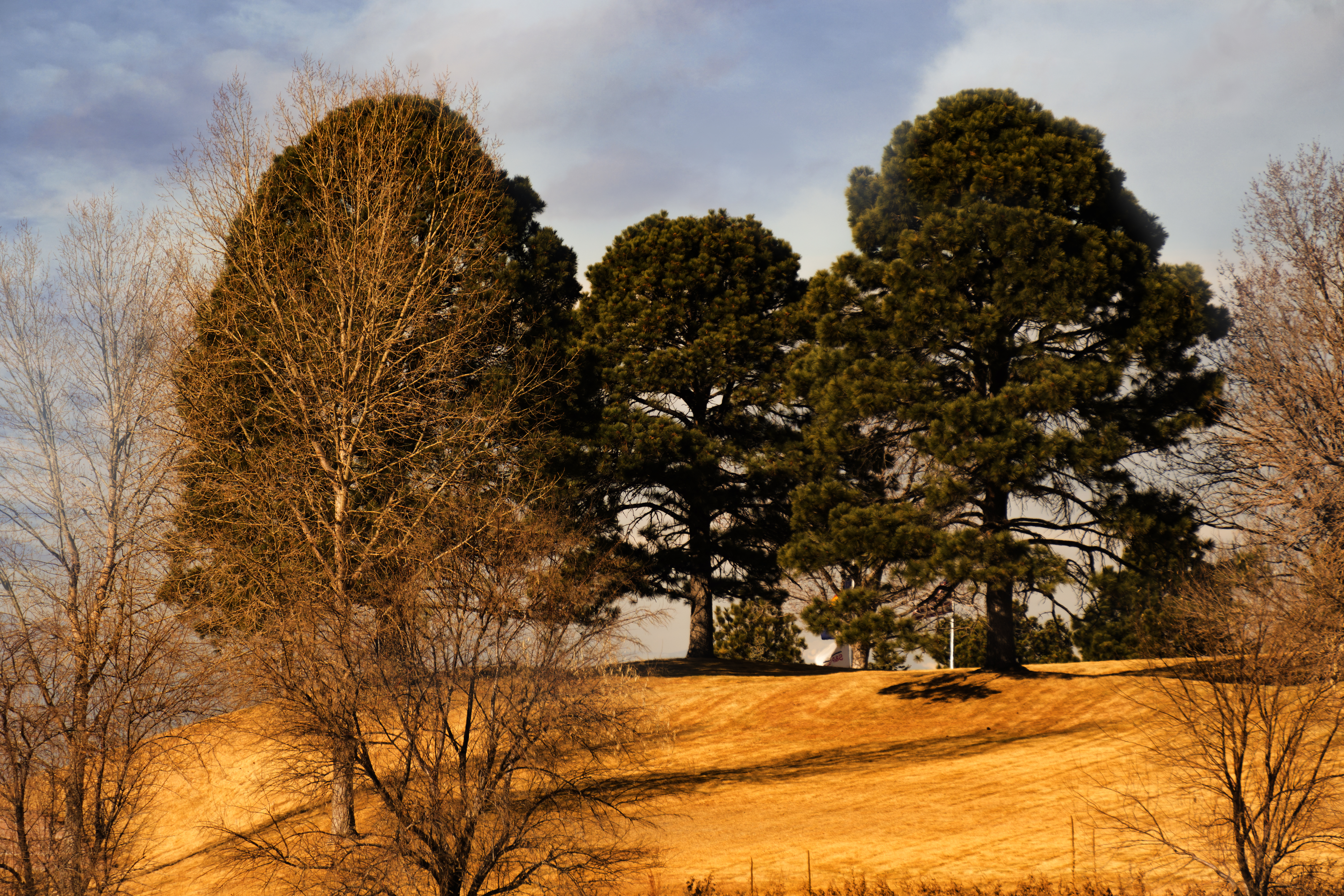 trees-DSC04078-1.jpg